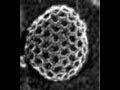 pinocytosis developement reconstruction from sem