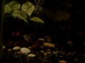 aquario 200lt plantado ~/ thiago miguel 