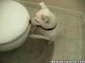 Dog attacks toilet
