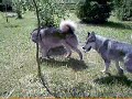 Malamutes