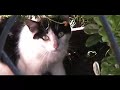 Our Feral Cat Colony