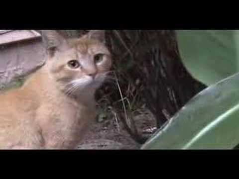 how to control feral cats