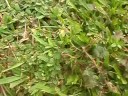 Sensitive Fern