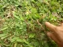 Sensitive Fern