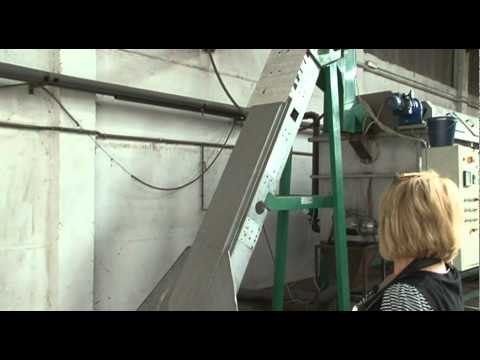 how to harvest chestnuts