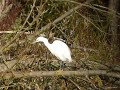 little Egret Priory Country Park little Egret Priory Country Park