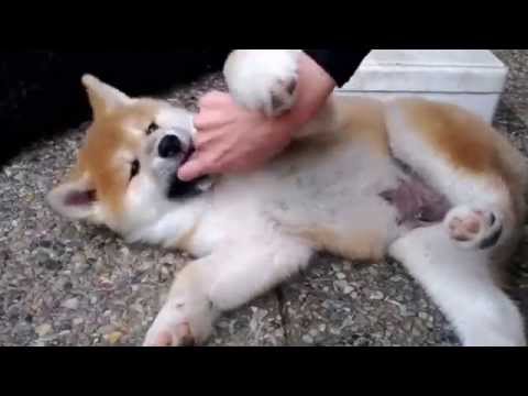 akita