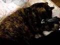 fluffy cleaning cotton