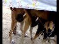 dog scandal 3some^_^