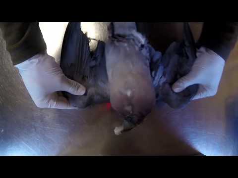 video-linktoworks-How to remove a pigeon crown with no knife...