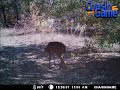 Two weeks of activity on an active scrape.  Photos taken by a Moultrie I40 scouting camera.