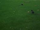 raven march