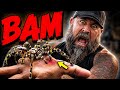 10 Female Poecilotheria ornata bite!! (Ouch!!!)