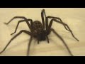 GIANT House Spider