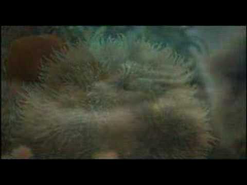 Cnidaria- evolucao