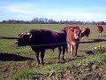 Jersey Bull and Calves St John, Jersey,Channel Islands Jersey Bull and Calves St John, Jersey,Channel Islands
