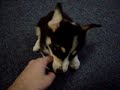 Cosmo, pembroke welsh corgi puppy