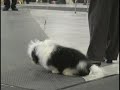 Lindsay Dog Show Day 1, Part 1 Lindsay Dog Show Day 1, Part 1