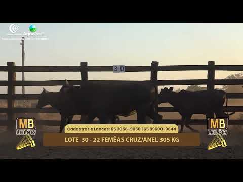 515� LEIL�O VIRTUAL MB LEIL�ES