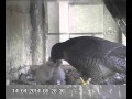 Feeding the 3 chicks - 14/04/14