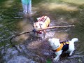 Coda swims with Madeleine