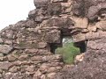 PALENQUE part 1
