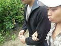 Looking for Maple