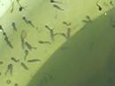 Tadpoles Tadpoles