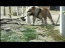 funny dog video