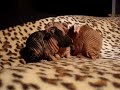 Skinny Pig Babies (1 Day Old) Skinny Pig Babies (1 Day Old)