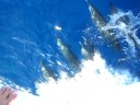 videos de mentre dormo ecco ke vengo svegliato da questi fantastici delfini a sharm el sheikh