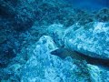 murena