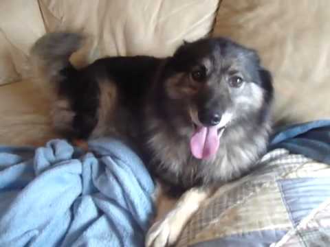 Sierra AKC mother Very happy to anounce that she is haveing a litter of puppies