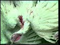 Meet Your Meat: Turkeys Meet Your Meat: Turkeys
