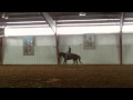 sorrel 5 year old gelding
