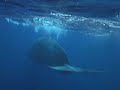 Insane Cabo - With a whale that almost eats videographer