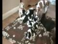 cav pups at 3 weeeks