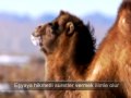 videos de HERŞEY ONU ANLATIYOR (ALLAH CELLE CELALUH)  28/34  (Risale-i Nur)