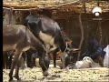 Darfur: chamamento à consciência