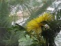 My Sick Green Anoles Reptiles, Infections from