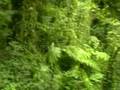 Ecoturismo nelle foreste di Costa Rica
