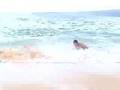 Pro Skimboarding Maui