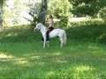 Amazing natural horsemanship and riding bridleless