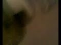 its-not-a-toomer.html