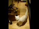 Burmilla Playing
