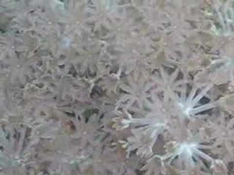 how to care for pulsing xenia