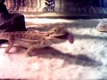 Baby Bearded Dragon Eats Mouse!!!!
