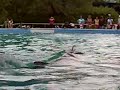 Dolphin Gone Wild