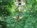 Hummingbird Feeder