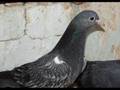 Sialkoti Pigeon